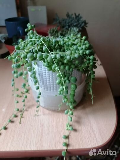 Крестовник Роули