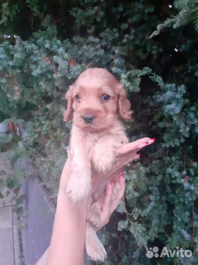 Кокер спаниель