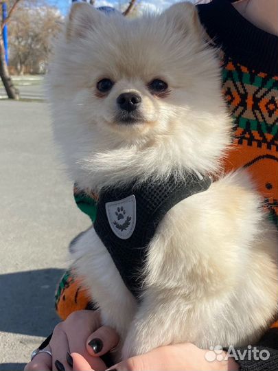 Шпиц вязка мальчик