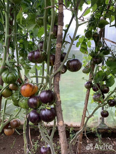 Семена томатов