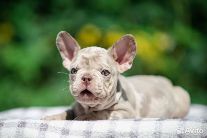 Французский бульдог Изабелла мерле
