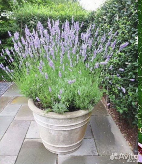 Лаванда узколистная