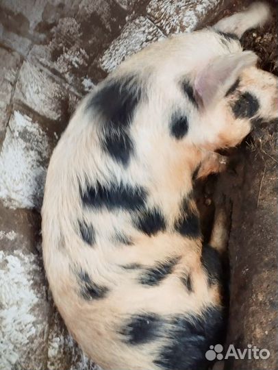 Свинина домашняя