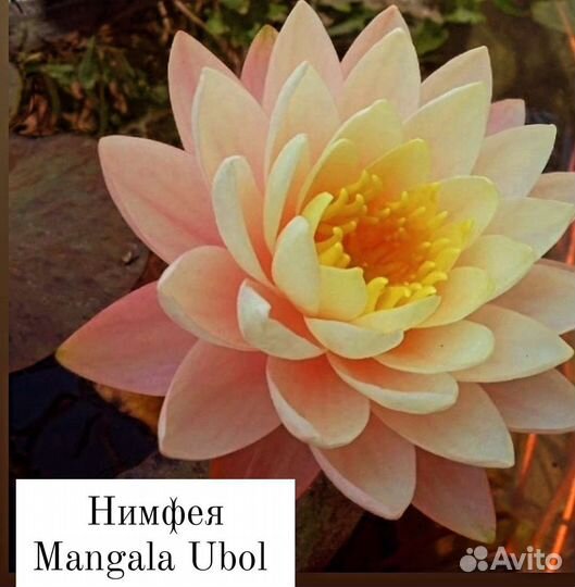 Кувшинки (нимфеи,лилии)