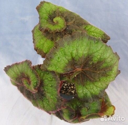 Сортовые декоративные бегонии