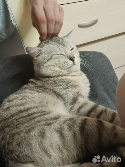 Британский кот вязка