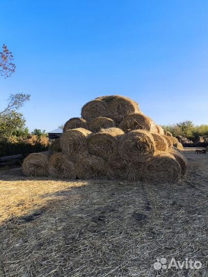 Солома в рулонах просяная