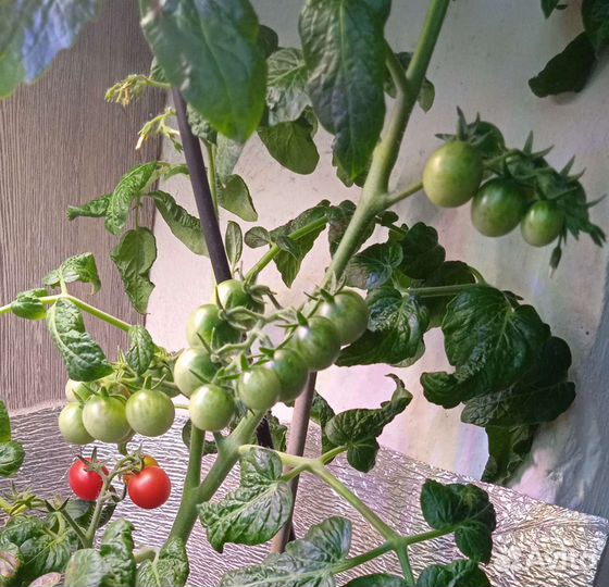 Томаты для огорода на окне