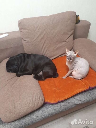 Передержка кошек Фестивальный микрорайон