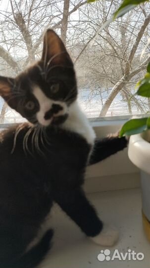 Чёрная пантера