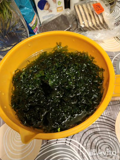 Кактус цветущий