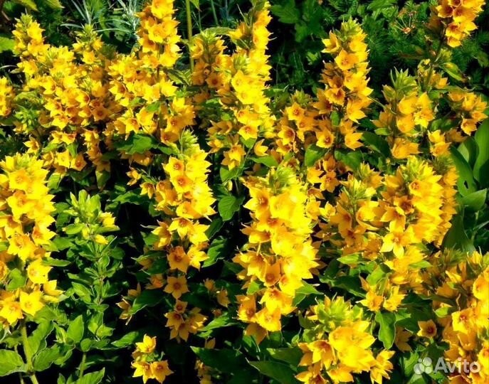 Вербейник монетчатый и (весной) Лисимаха