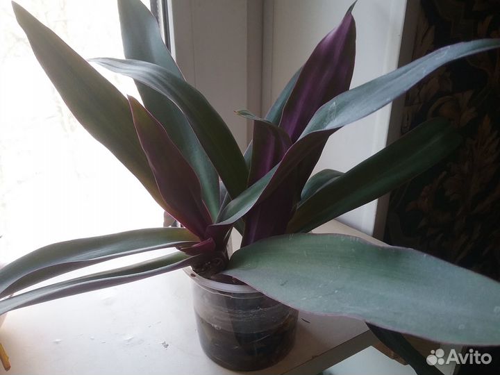 Традесканция Рео