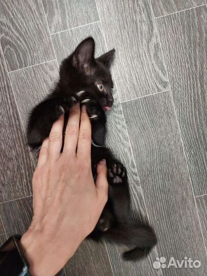 Озорной мальчишка котенок