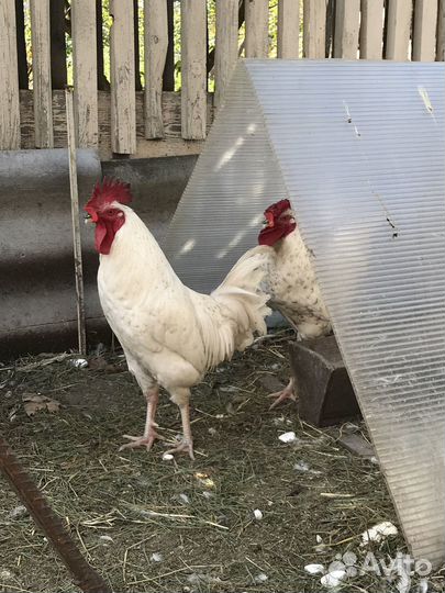 Петухи Пушкинской породы