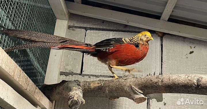 Фазан золотой семья