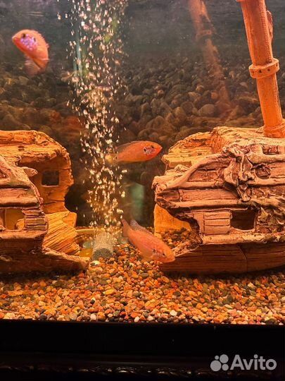 Аквариумные рыбки