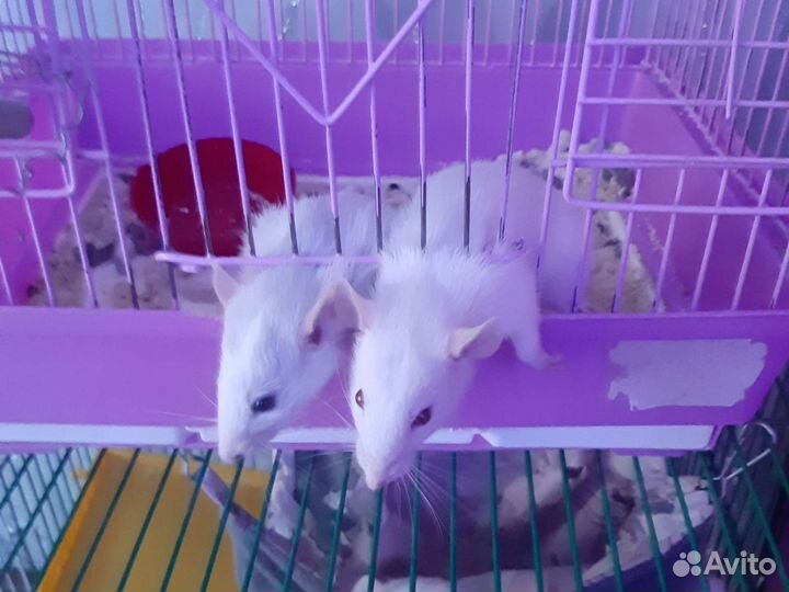 Крыса дамбо