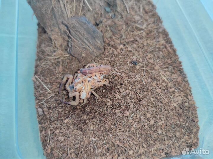 Скорпион, Tityus stigmurus