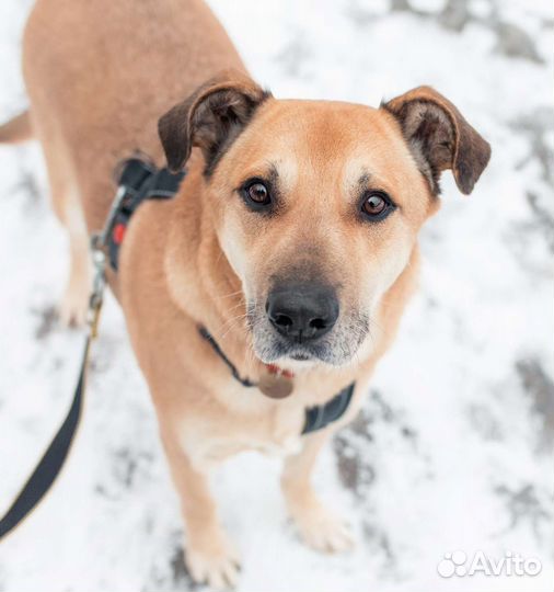 Добрый пёс ждёт в приюте