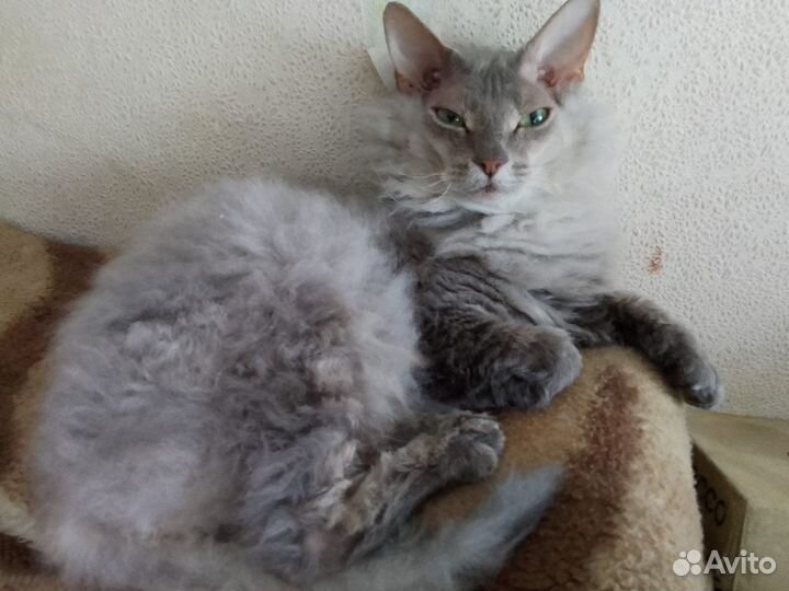 Отдаём кошечку в добрые руки