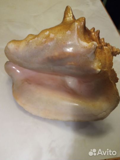 Ракушка большая океаническая