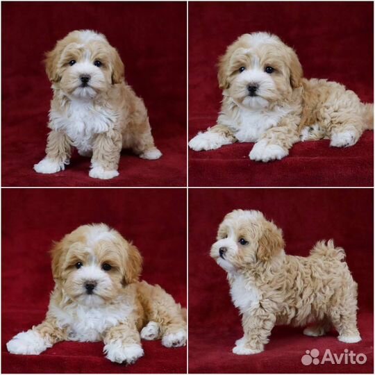 Mini мальтипу F1