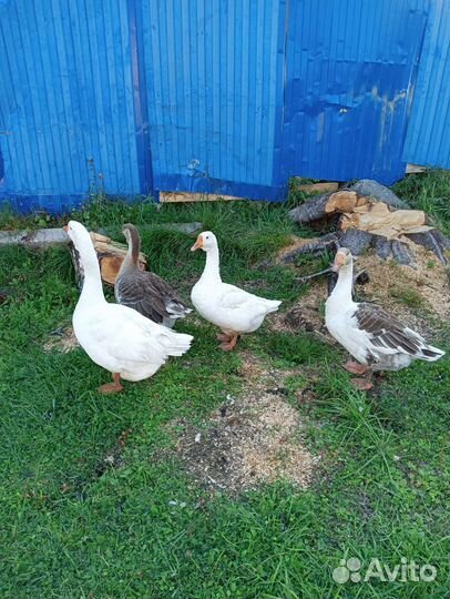 Семья гусей