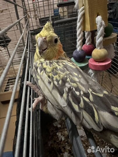 Попугай корелла