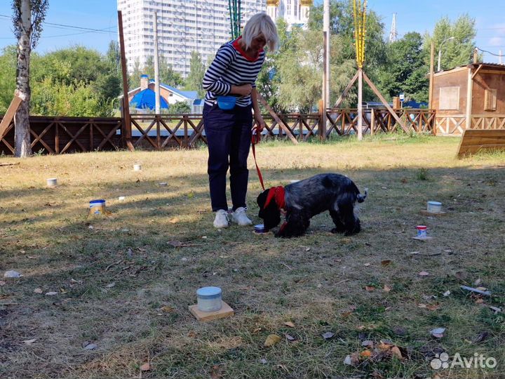 NoseWork (ноузворк) Самара (поиск запаха)