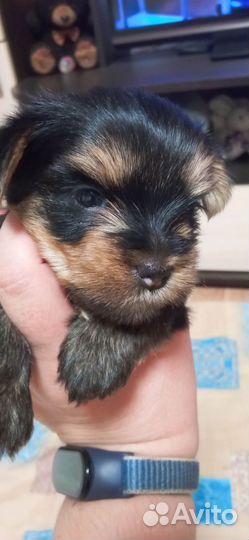 Йоркширский терьер мини