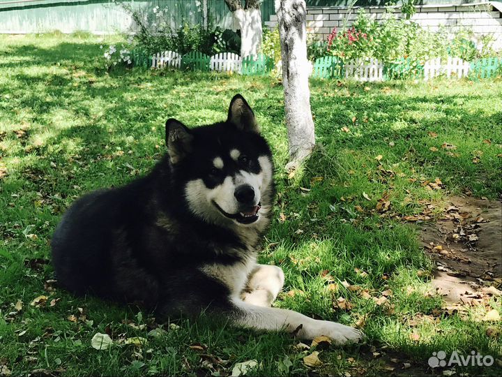 Аляскинский маламут