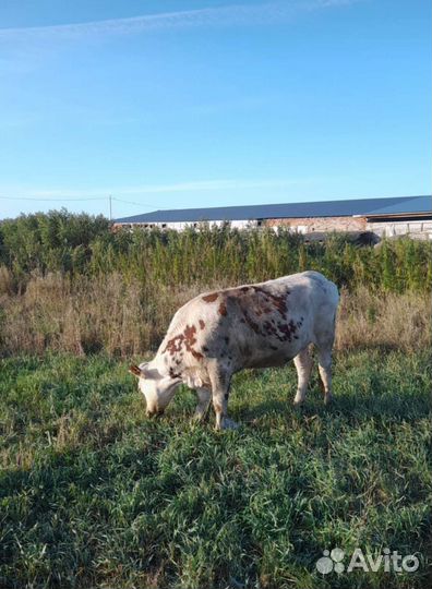 Телка стельная