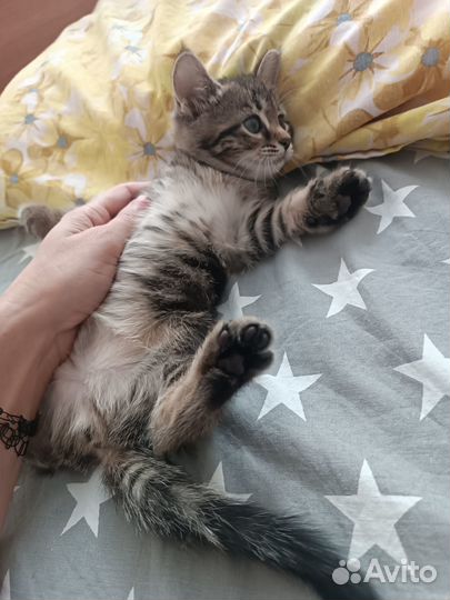 Котенок бесплатно