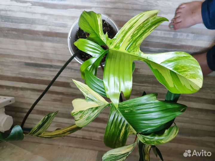 Филодендрон