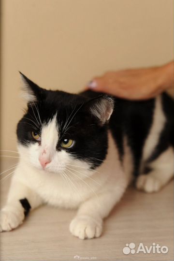 Котик в поисках дома