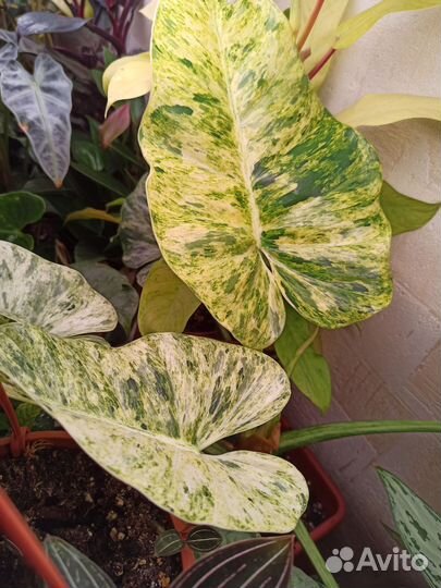 Филодендрон Гигантум вариегатный