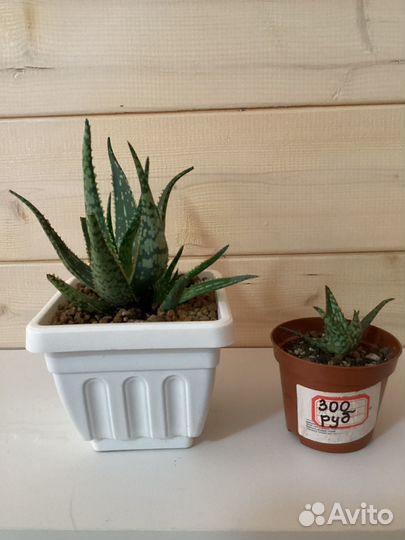 Хавортия и алое