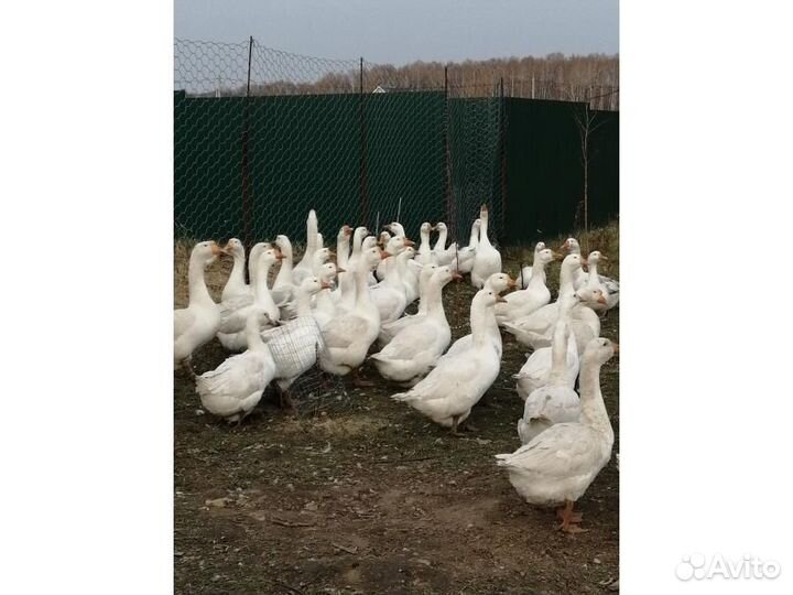 Гуси Линда