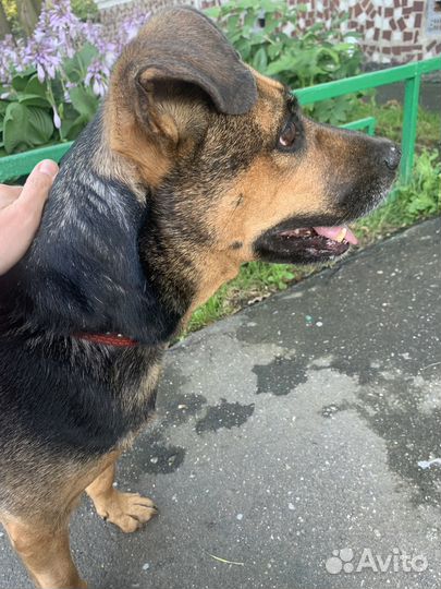 Собака в добрые руки