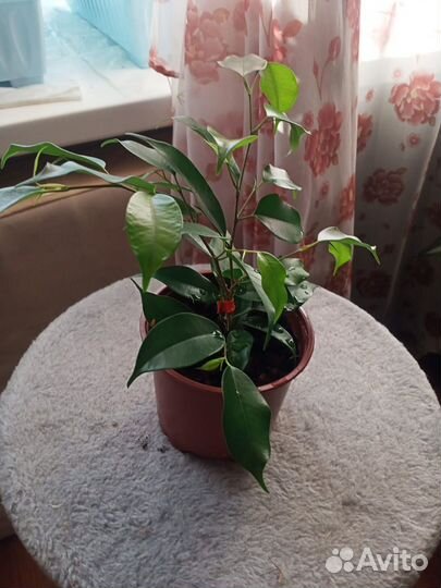 Фикус бенджамина лючида