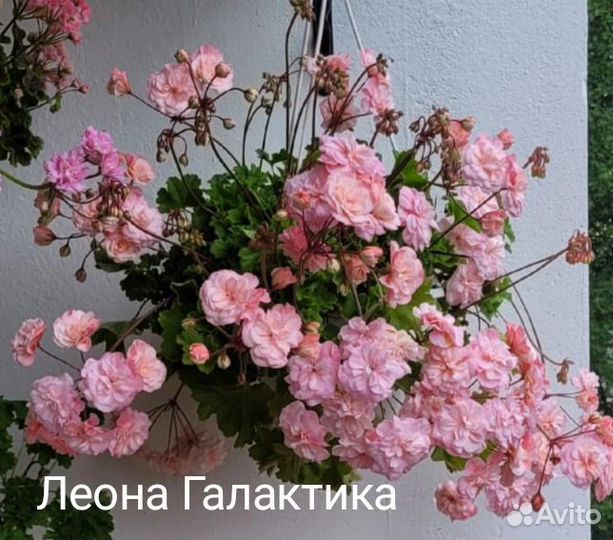 Леона Галактика