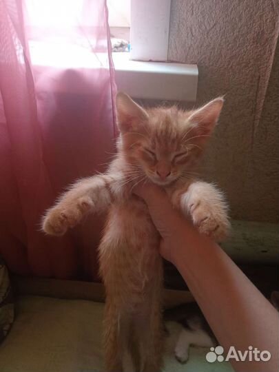 Котята в добрые и любящие руки