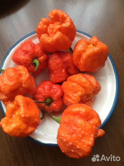 Семена супер острого перца Хабанеро Шоколад и др