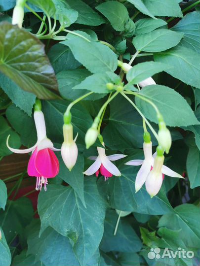 Комнатные растения цветы