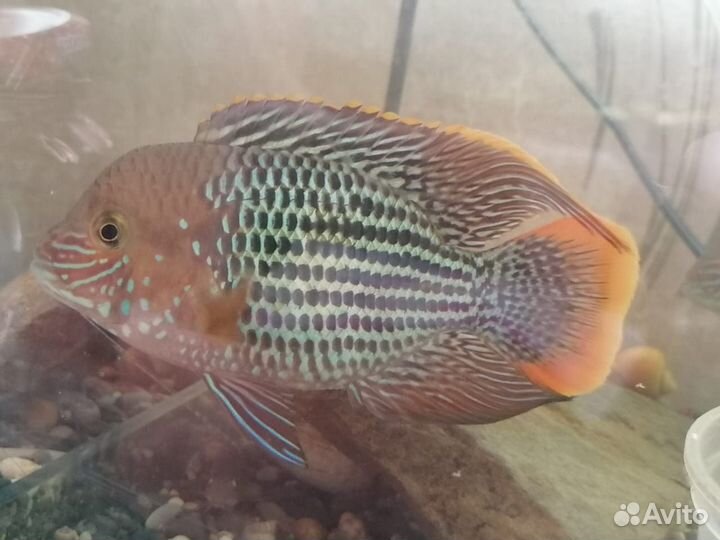 Акара бирюз,моллинезия, гуппи, хромис красавчик
