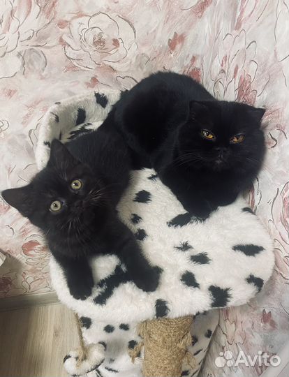 Шотландская кошка