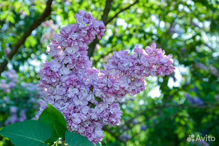 Саженцы сирени разных сортов