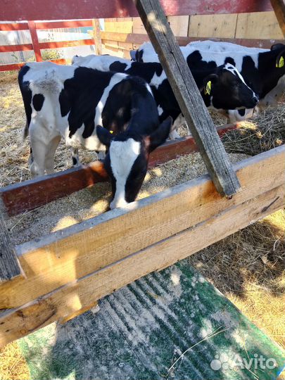 Продаются телята, бычки