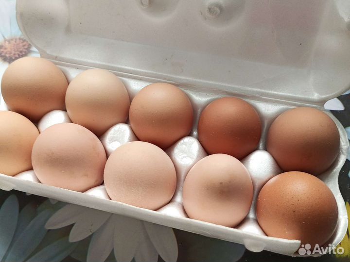 Яйца перепелиные